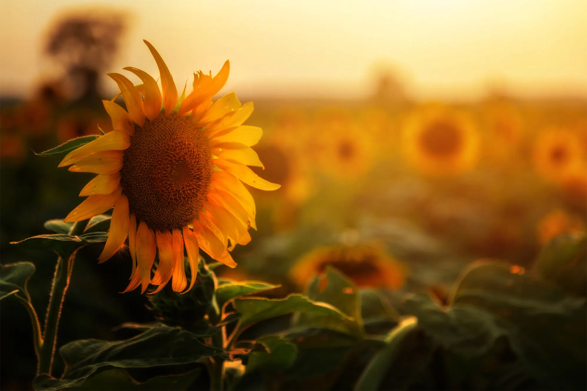 tournesol camping naturiste les aillos